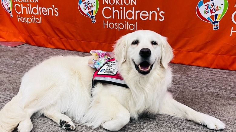Juno in red vest lies in front of hospital backdrop.