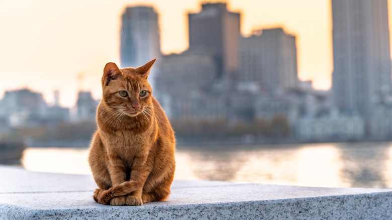 An orange cat sitting with the backdrop of Shanghai in the background