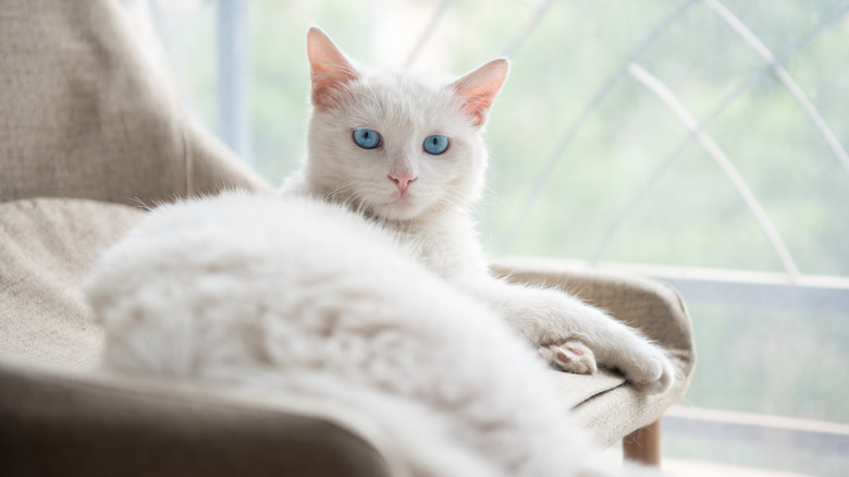 A cute white cat with blue eyes laying on a chair by a windowsill