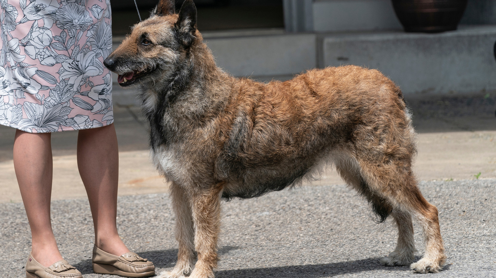 A Once-Beloved Dog Breed Has Only About 1,000 Members Left \u0026 It's So Sad, image size:1600x899