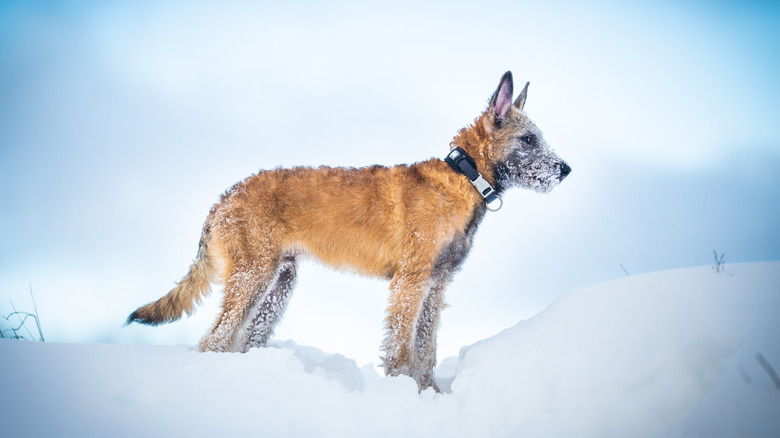 A Belgian Laekenois puppy standing tall in the snow