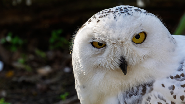 A closeup of a snowy owl