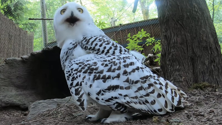 A snowy owl from the Oregon Zoo has gained attention on YouTube.