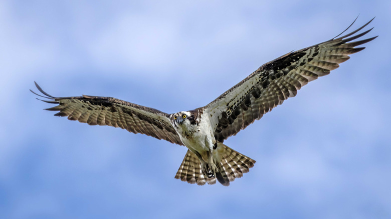 An osprey in mid flight with its wings spread