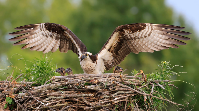 An osprey mother in a nest spreading her wings over her chicks