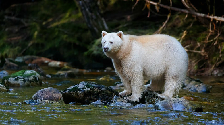 A rare Kermode bear standing on rocks in a river