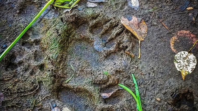 Black bear paw prints found in the mud
