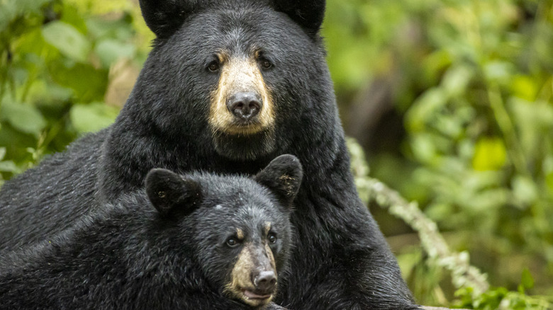 A mother black bear with its cub in the forest
