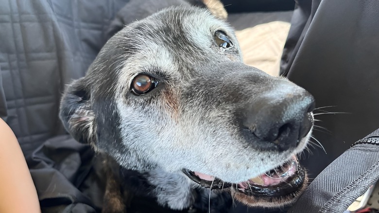A black-and-white dog stares at the camera
