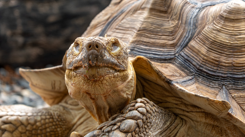A Sulcata tortoise close up