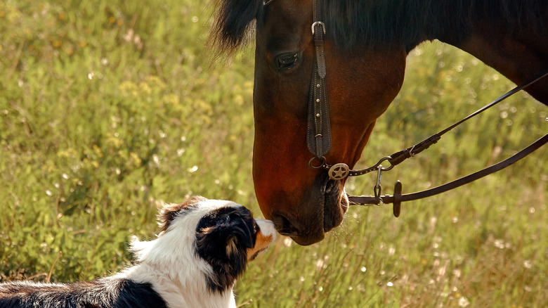 Australian shepherd touching noses with horse