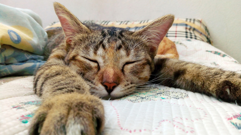 A tabby cat sleeping on a bed.