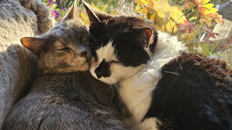 Two cats cuddling near flowers.