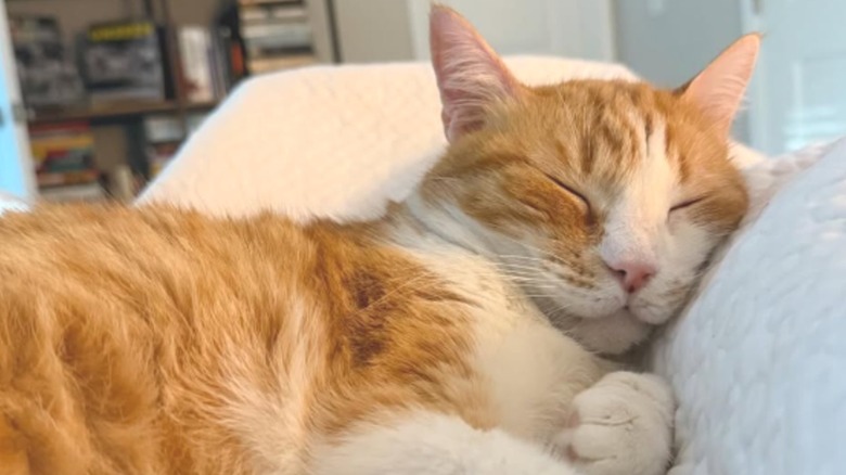 An orange and white cat sleeping on a white cushion.