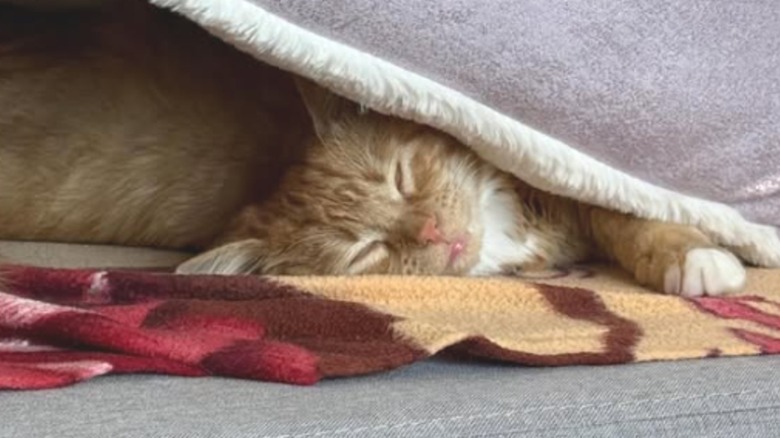 An orange-and-white cat lying under a cat bed.