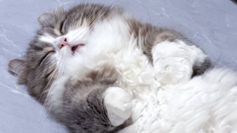 A small gray-and-white cat sleeping on its back.
