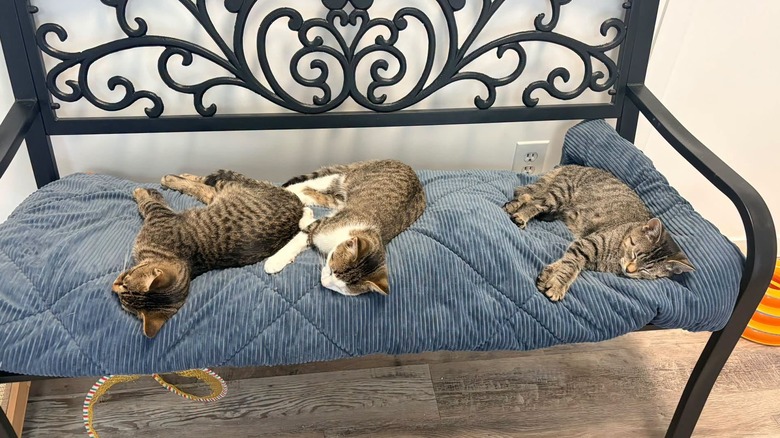 Three young cats sleeping on a bench with a blue cushion.