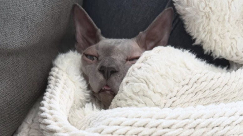 A sleeping Sphinx cat wrapped in a white blanket.