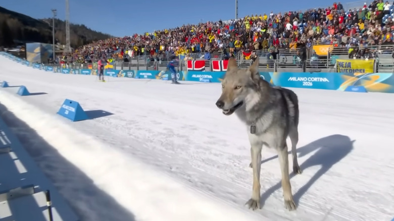Dog pausing on an Olympic ski course in front of a large crowd