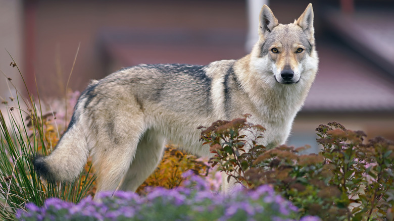 A Czech wolfdog standing in a field of greenery and purple flowers