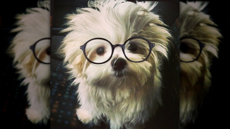 Dog wearing glasses.