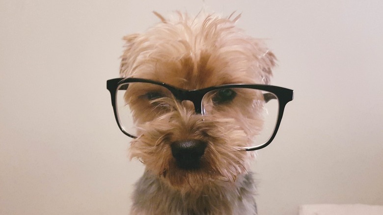 Dog wearing glasses.