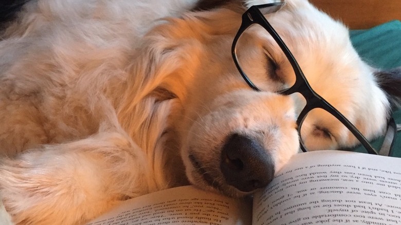 professor dog falls asleep reading