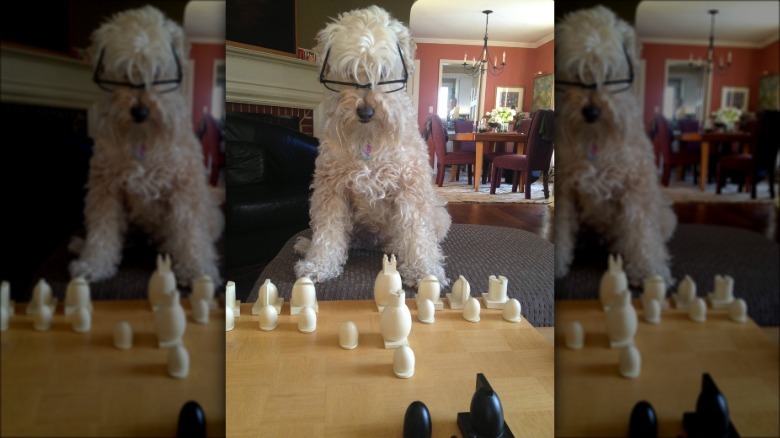 Dog wearing glasses and playing chess.