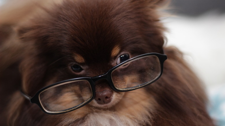 dog wearing glasses