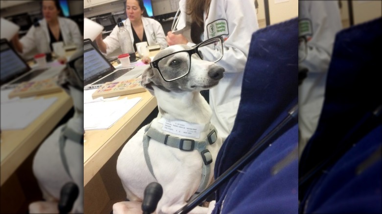 dog at hospital wearing glasses
