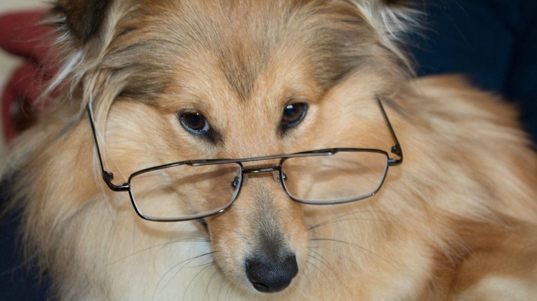 Dog wearing glasses.
