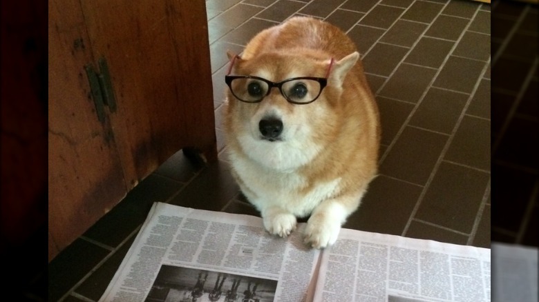Dog wearing glasses and reading newspaper.