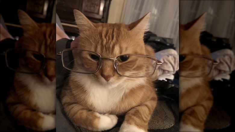Cat wearing glasses.