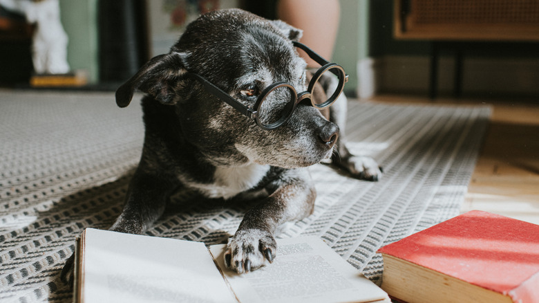 A dog wearing glasses, reading a book