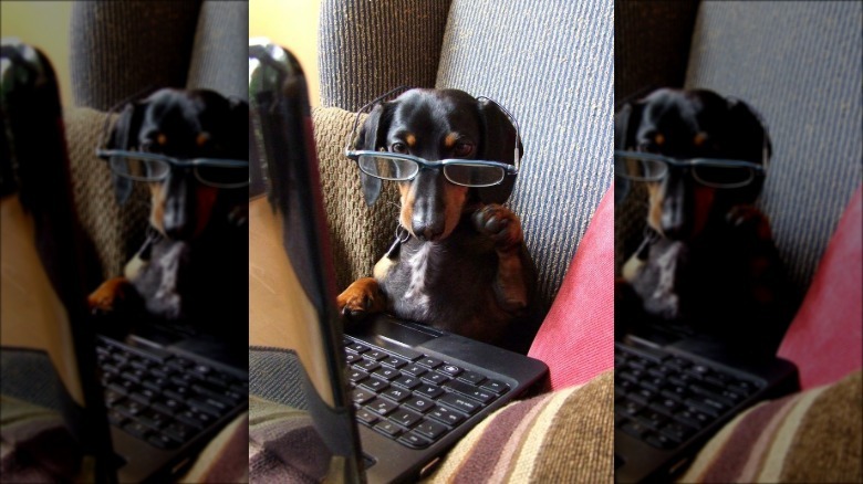 Dog wearing glasses.