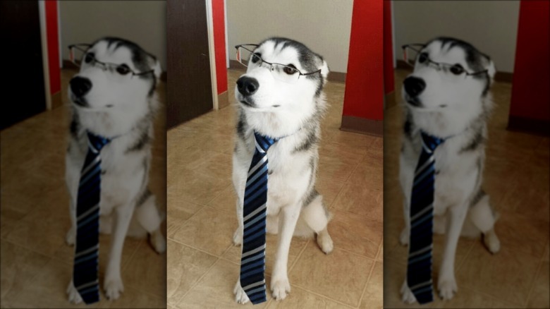 dog wearing glasses and tie