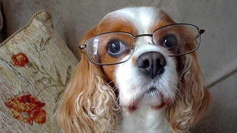dog wearing glasses