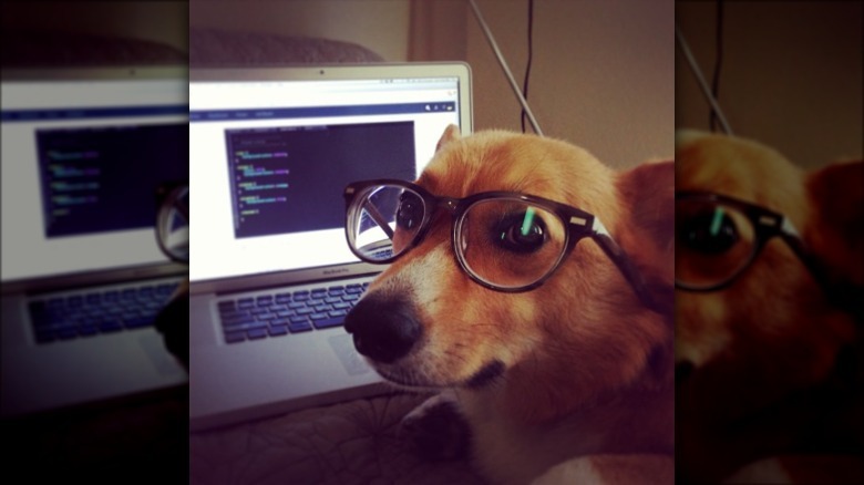 Dog wearing glasses