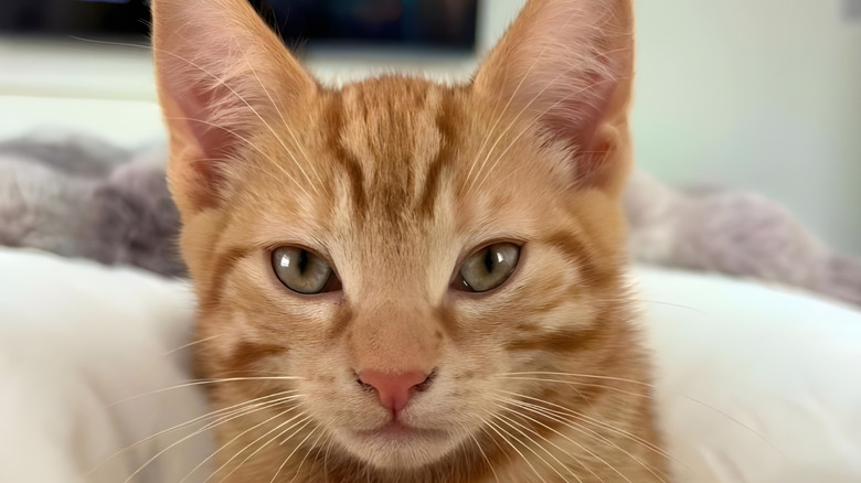 Close-up of ginger kitten