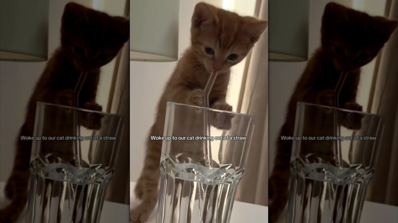 Ginger kitten drinking from a straw in a water glass