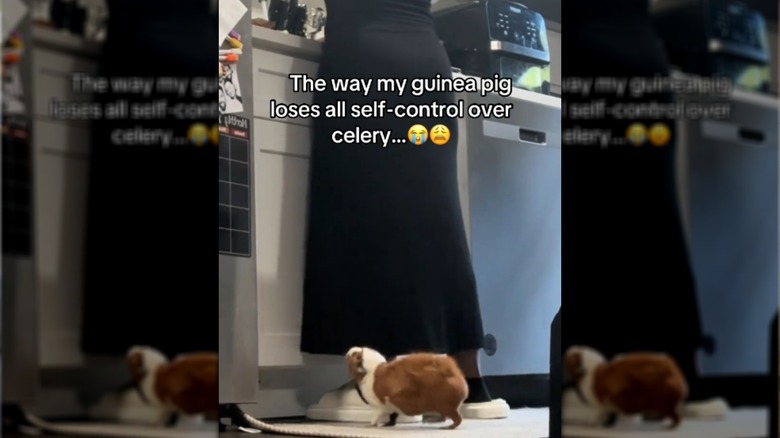 Phineas "Finn" the guinea pig awaiting his snacks