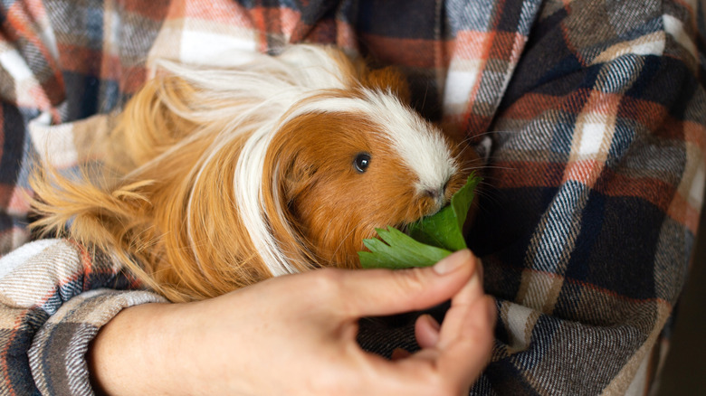 A hand feeding a guinea pig celery leaves