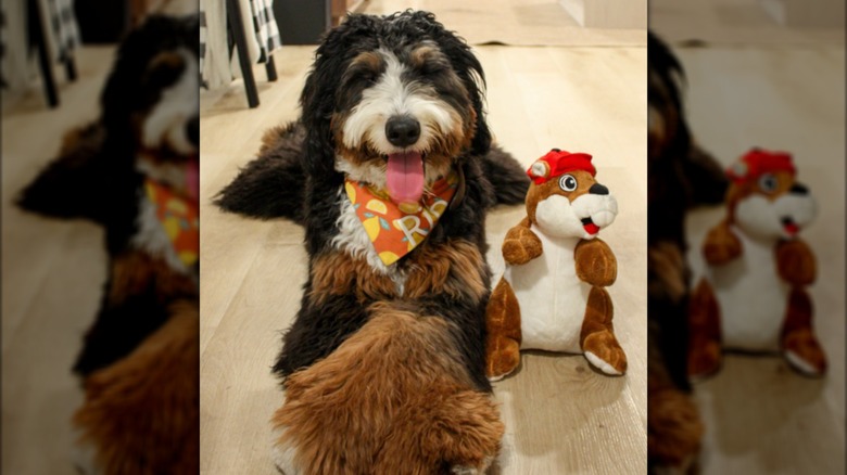 A bernedoodly lying on the ground next to a toy.