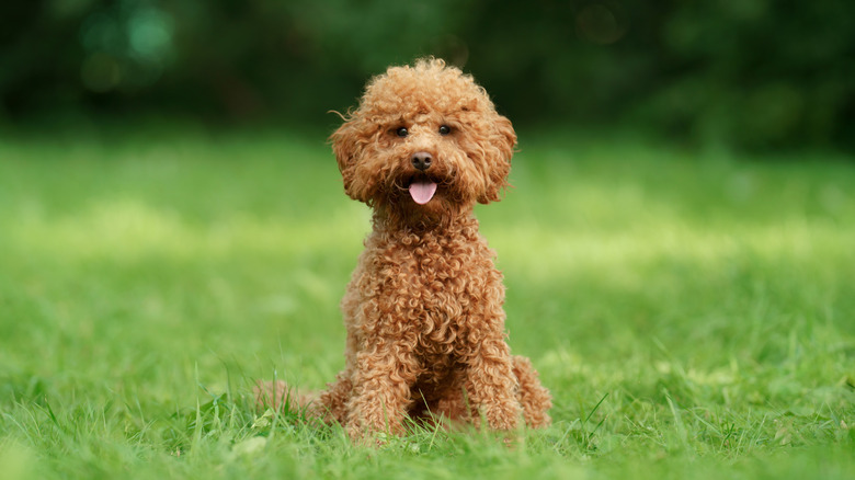 A curly-haired doodle dog sitting in a grassy field.