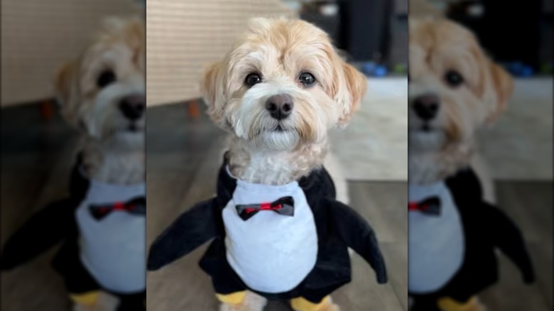 A maltipoo in a penguin costume.