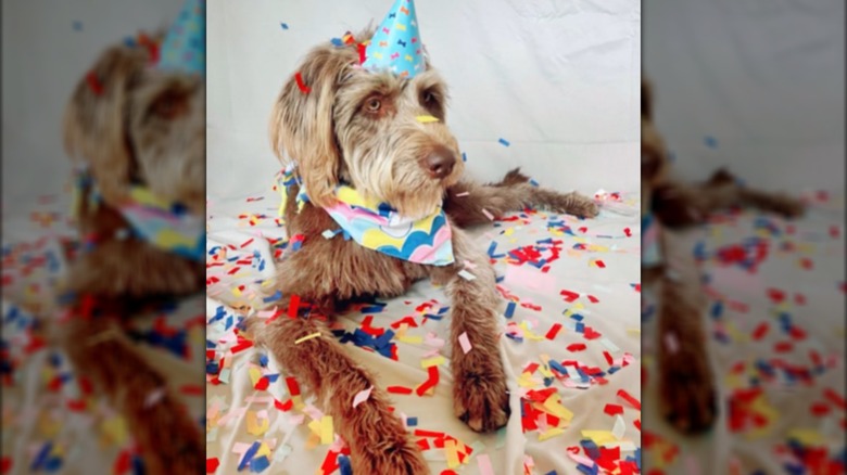 A dog in a bandana and birthday hat, lying on a sheet.