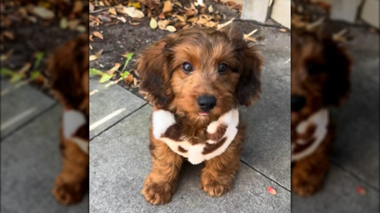 A small brown dog in a vest sitting outdoors.