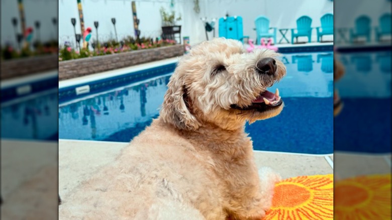A small white dog sitting by the pool and looking over its shoulder.