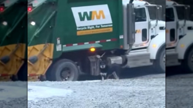 A black dog standing next to a large green garbage truck.