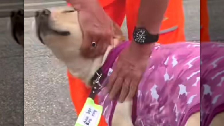A man in an orange trash collector uniform petting a Labrador retriever.